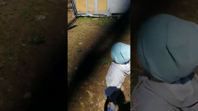 Приехали покормить лошадок морковкой:Алиса и Димон смотреть онлайн