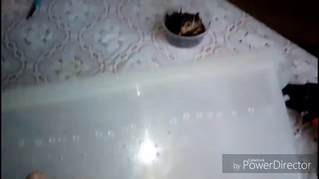 Как сделать террариум для улиток Ахатин. смотреть онлайн