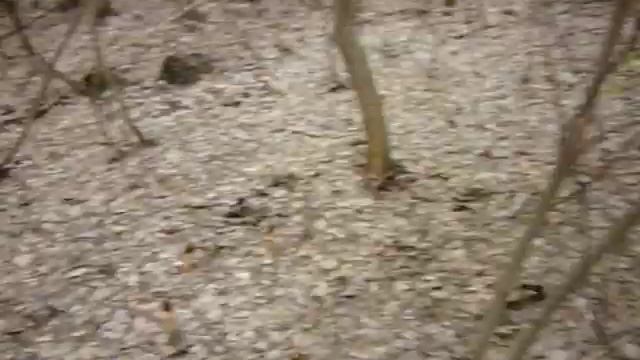 17 апреля 2022 года грандиозное нарождение первых весенних грибов !!!!Это просто грибное изобилие смотреть онлайн