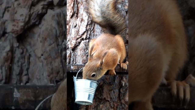 Белка утоляет жажду в жаркий день