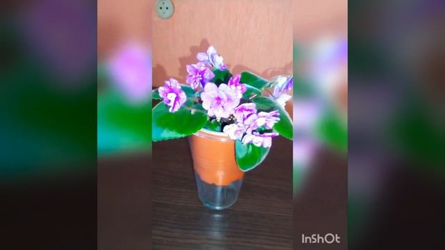 ???Фиалка Н - Млечный Путь. Первое цветение смотреть онлайн