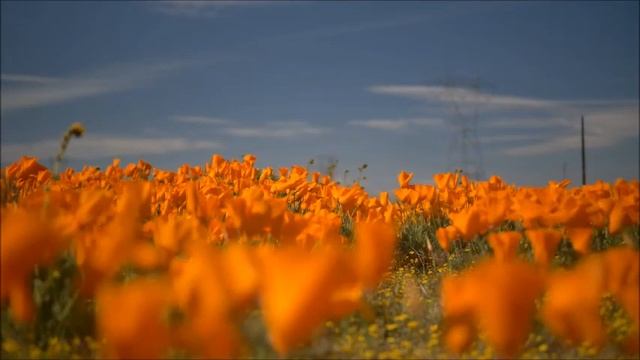 Poppy. Маки. Маковое поле смотреть онлайн