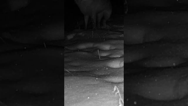 Серая куропатка и лиса #shorts