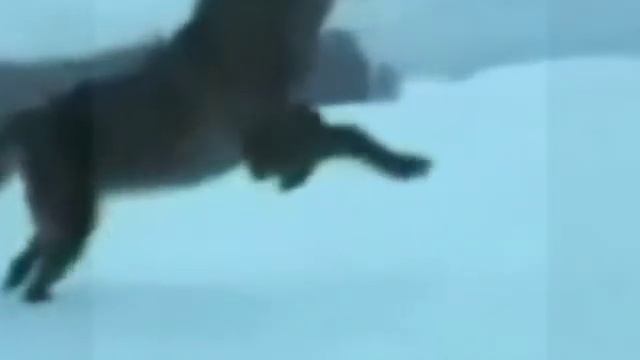 волк.mp4 смотреть онлайн