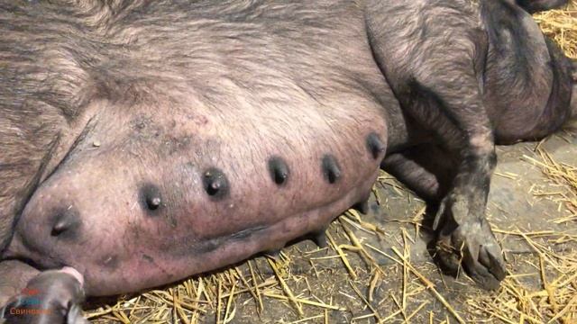 ДАЮ СВИНКЕ ШАНС! Если будет меньше 5 поросят, то пойдет свинка на мясо. Принимаю поросят от ПЕТРЕНА смотреть онлайн