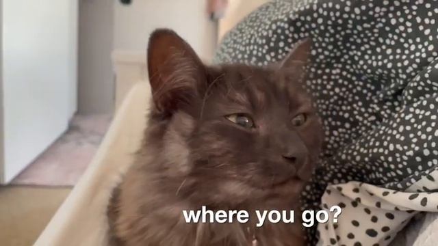 Cuddley Cat Wakes Me Up смотреть онлайн