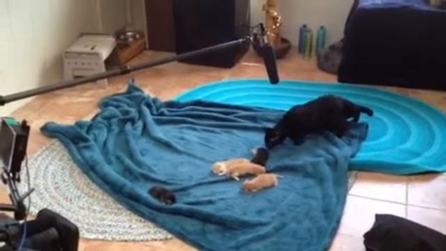 Animal Planet's 