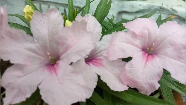 Maxican Petunia Grow /care And Propagation In Summer