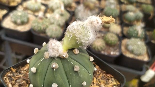 Astrophytum Asteria fruiting cactus - Xương rồng Asterias Nudum смотреть онлайн