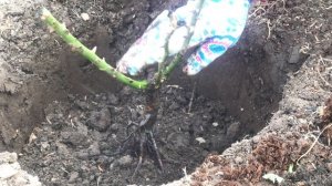 ПОСАДКА РОЗ ВЕСНОЙ / питомник Елены ИВАЩЕНКО