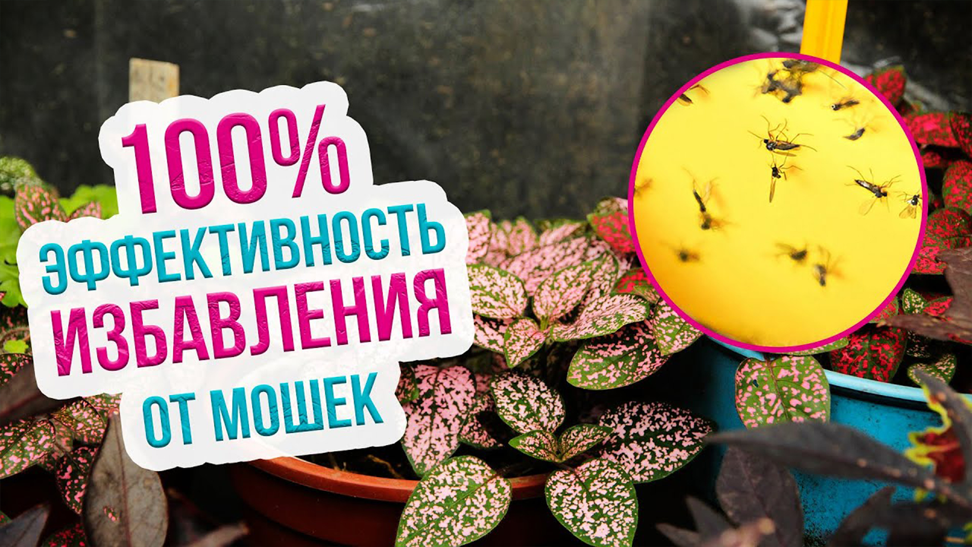 Мошки на цветах почему появляются и как вывести. Как бороться с мошками на цветах? смотреть онлайн