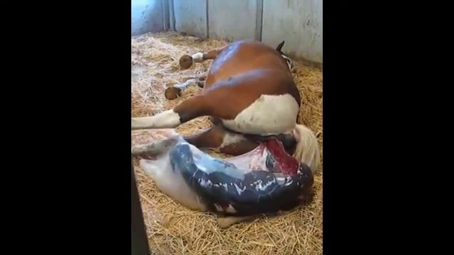 First-hand How Animals Giving Birth - Pig, Horse, Dystocia Cow, Hedgehog смотреть онлайн