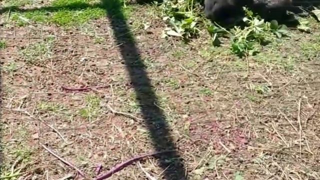 Деревня в 3 утра.Подрезка огромных зубов у кролей. И другое. смотреть онлайн