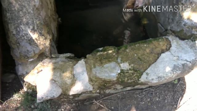 Поход с английским кокер спаниелем смотреть онлайн