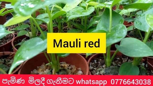 අවුරුදු සතියේ ඇවිත් ඇන්තූරියම් මිලදී ගන්න | anthurium wagawa sinhala | beautiful anthurium смотреть онлайн