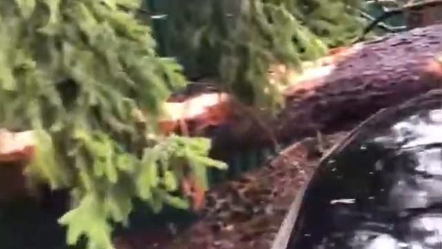 Упало дерево на машину смотреть онлайн