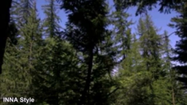 Откройте для себя силу песни лесных птиц: исцеление души и тела смотреть онлайн