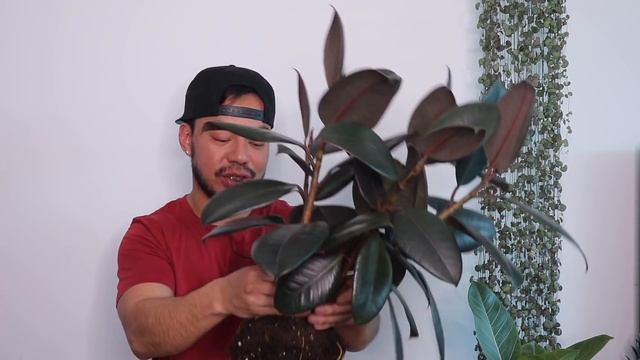 How to Repot and Propagate Your Rubber Plant | Ficus Elastica Houseplant смотреть онлайн