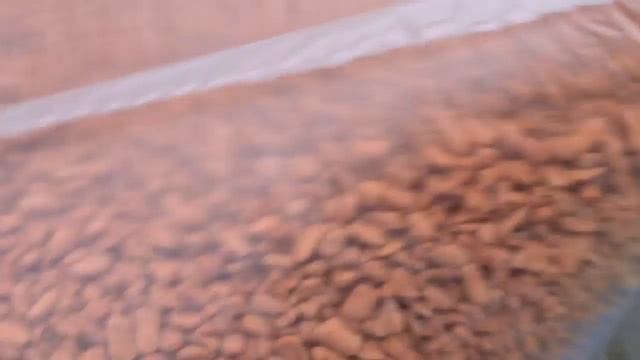 ПЕРЕСАДКА ДЕНЕЖНОГО ДЕРЕВА смотреть онлайн