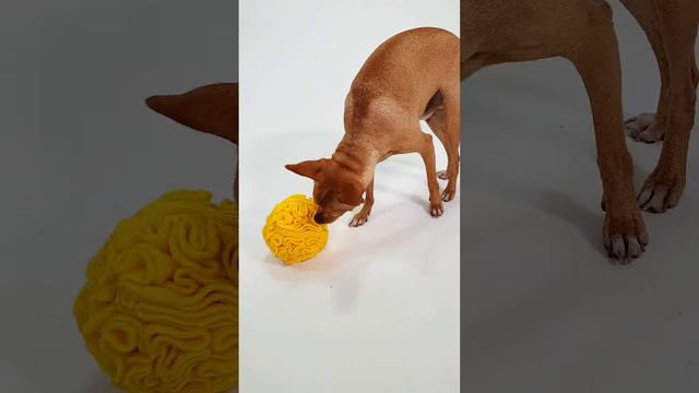 НЮХАТЕЛЬНЫЙ МЯЧ для собачек маленьких пород