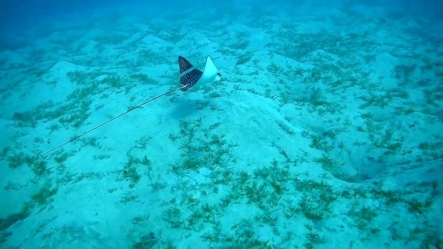 Spotted eagle ray and Bluespotted cornetfish, Пятнистый орляк и Голубопятнистая рыба-флейта смотреть онлайн