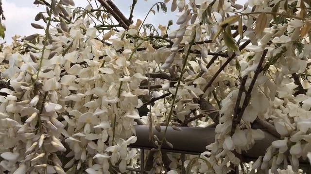 БЛАГО ДАРЮ. СЧАСТЬЕ В МЕЛОЧАХ. РАДУЮСЬ ГЛИЦИНИИ