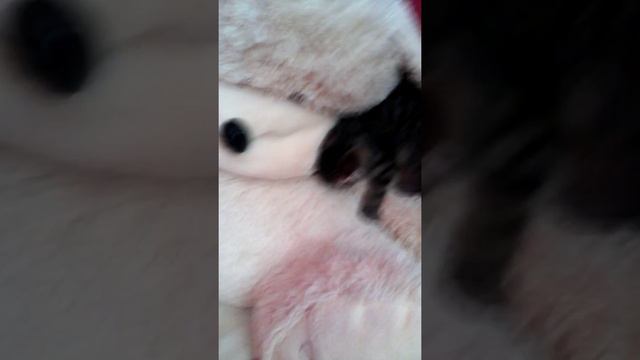 Котёнок думает что это его мать смотреть онлайн