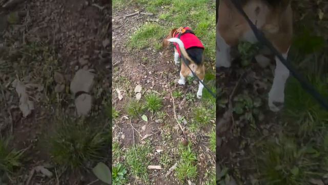 Mi Rocky explorando смотреть онлайн