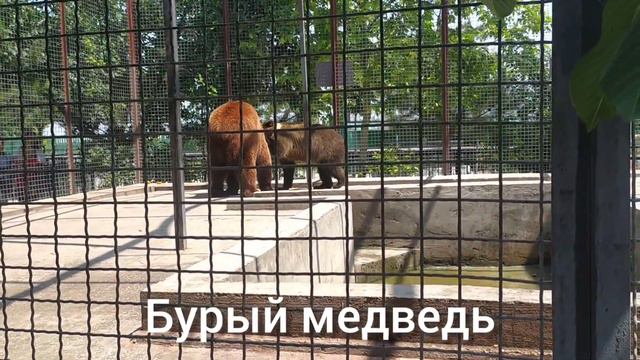 Прогулка в парке львов Тайган смотреть онлайн