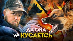 КИНОЛОГИ | Как дрессируют служебных собак?