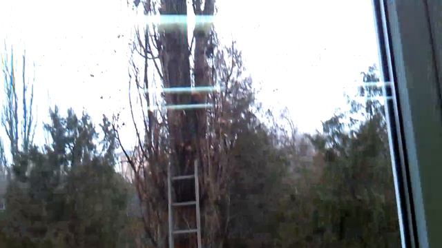 Как НЕправильно снимать кота с дерева смотреть онлайн