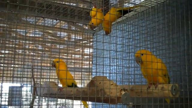 Shady Wings Aviary Golden Conure (Queen of Bavaria) Future Breeding Pairs.mp4 смотреть онлайн