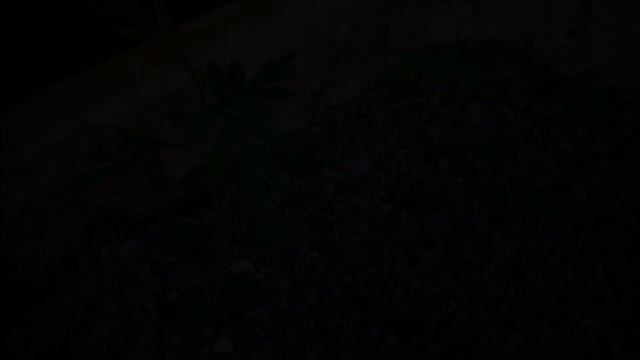 (plantio e germinação) Grevillea robusta смотреть онлайн