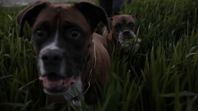 несколько фактов о собак