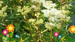 Лабазник вязолистный Variegata. Краткий обзор, описание характеристик