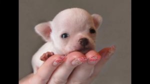 Самые маленькие собачки