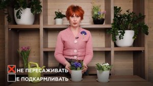 Как ухаживать за примулой до высадки в открытый грунт