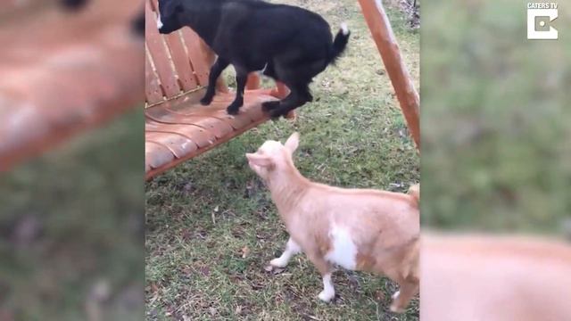 коза упала другая концовка смотреть онлайн