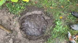 ПЕРЕСАЖИВАЕМ КРЫЖОВНИК ОСЕНЬЮ