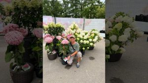 Самые лучшие древовидные гортензии в Мире, из коллекции 2023-2024г,более 20 сортов ☎️8-926-645-46-9