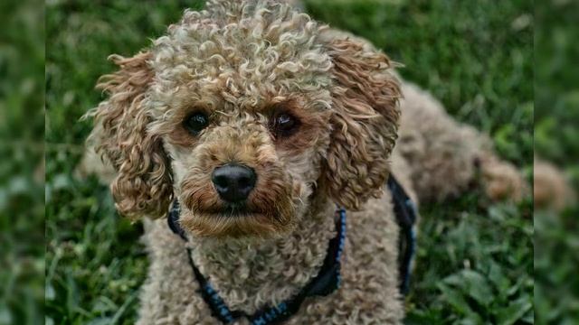 Пудель. Плюсы и минусы, Цена, Как выбрать, Факты, Уход, История смотреть онлайн