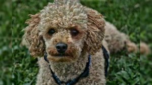 Пудель. Плюсы и минусы, Цена, Как выбрать, Факты, Уход, История