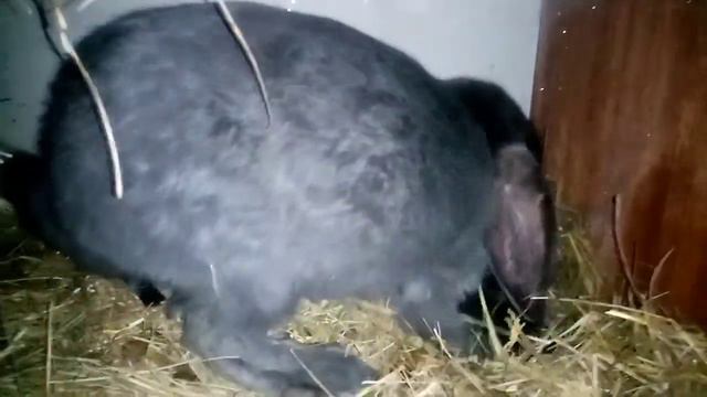 Кролики на улице в клетках в сильный мороз. - 27. смотреть онлайн
