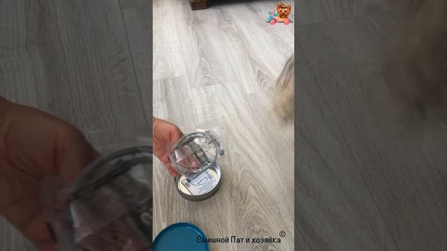 Йорк Пат | Не тяни кота за хвост смотреть онлайн