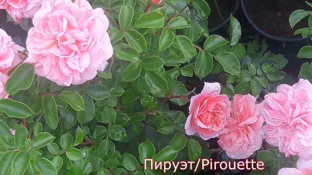 Piruet (Пируэт) плетистые розы - питомник роз "Розы от Татьяны" смотреть онлайн