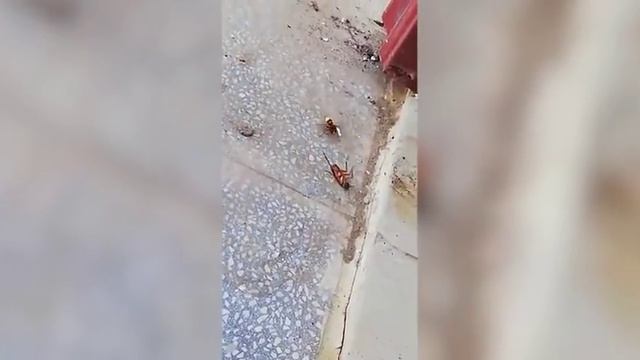 Смертельная схватка шершня и таракана! смотреть онлайн
