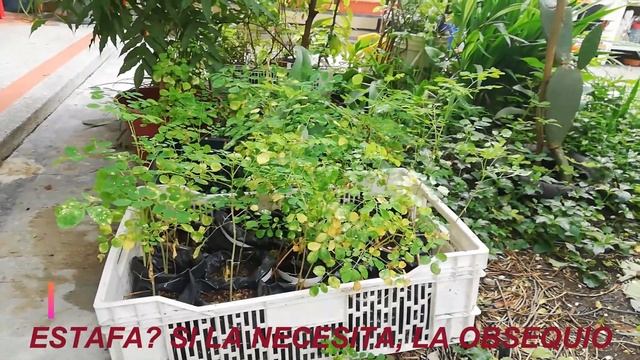 MORINGA Y LA VIDA смотреть онлайн
