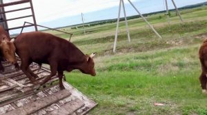 Быки-производители