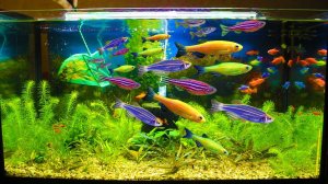 Сортировка и пересадка аквариумных рыбок! Стрижка растений в аквариуме с мальками.