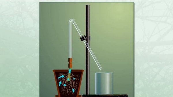 Опыт, доказывающий поглощение воды корнем